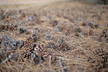 Many cones on the ground in the sunlight and blurred background