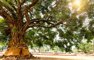 The leaves and branches of the Giant Bodhi tree (Bo Tree, Pipal Tree,Peepul tree,Sacred tree,Sacred fig Tree) in buddhist temple with sunlight in nature, taken in Thailand.