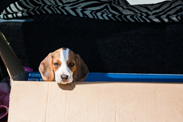 a Beagle puppy in a box.The dog's head looks out of a cardboard box.The puppy looks at the camera.A little Beagle.The puppy is a hunting breed