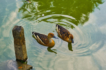 Fototapeta premium Zwei schöne Enten in einem großen Fischteich.