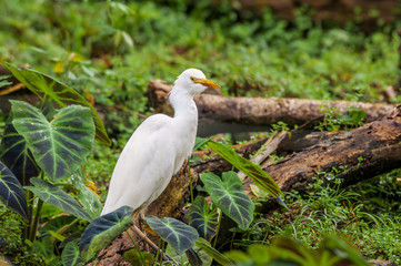Cattle Egret (Bubulcus ibis) in tropical forest of Papaturro River area, Nicaragua