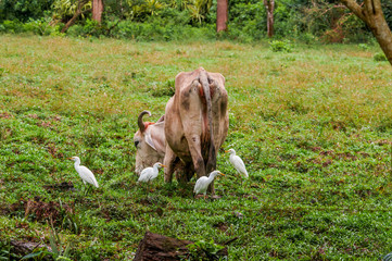 Cattle Egret (Bubulcus ibis) in tropical forest of Papaturro River area, Nicaragua