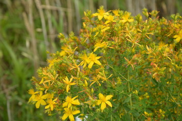 Hypericum flowers (Hypericum perforatum or St John's wort) on the meadow , selective focus on some...