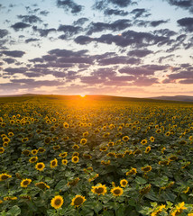 Fototapeta premium Landscape with sunflower field and stormy sky