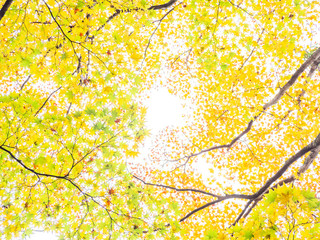 【秋】黄色の楓と紅葉の背景素材　自然風景
