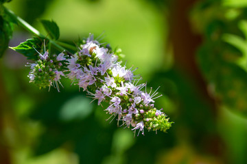 Macro abstract view of tiny pink flower blossoms on a stem of a blooming peppermint herb plant