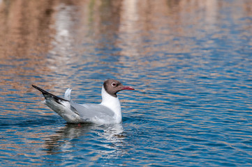 Black-headed Gull (Larus ridibundus) at colony, Moscow region, Russia