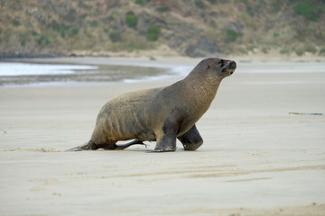 A sea lion walking on the beach in Queenstown new Zealand.