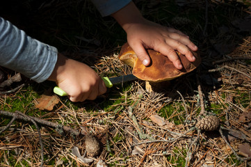 child cuts a white mushroom
