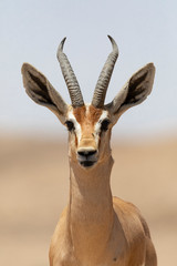 Negev deer in Israel