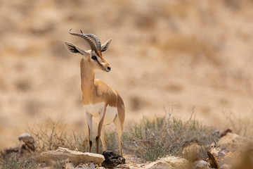 Negev deer in Israel