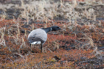 Migrating Brent Goose (Branta bernicla) in Barents Sea coastal area, Russia