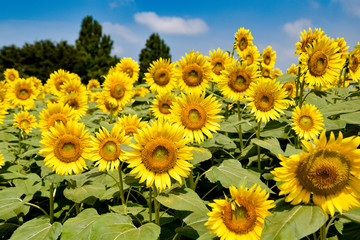 Fototapeta premium sumflowers