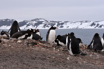 Gentoo penguin colony in Barrientos Island, Antarctica