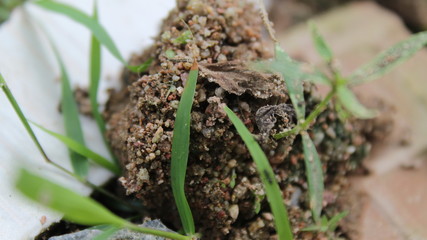 mushrooms in the grass