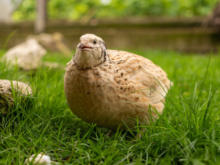 Wachtel im Gras