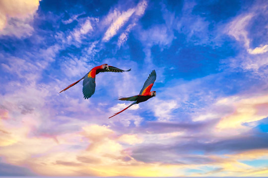 Scarlet Macaw parrots in the Osa Peninsula, Costa Rica, at sunset