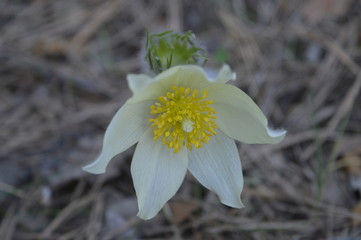 snowdrop