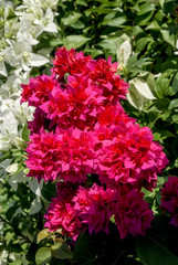 Paper Flower (Bougainvillea glabra) in garden, Nicaragua