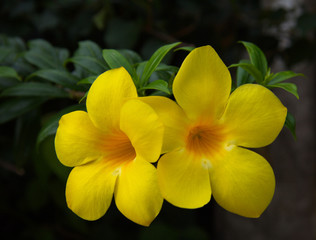 Two small yellow flowers. Exotic blooming. Gentle golden plant. Wallpaper, backdrop, design and postcard.