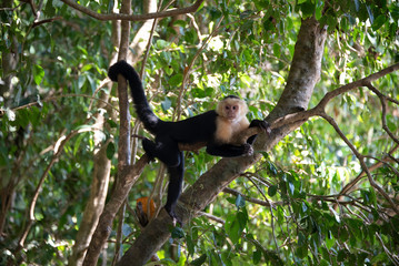Capuchin Monkeys in trees near the beach at Manuel Antonio National Park, Costa Rica