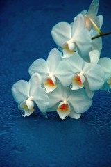 orchidee trauerkarte