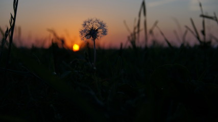 vegetation on a meadow at dusk against the background of the sunset