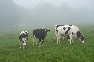 北海道 霧の城岱牧場