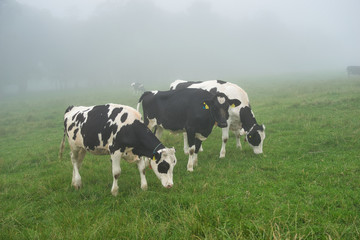 北海道 霧の城岱牧場