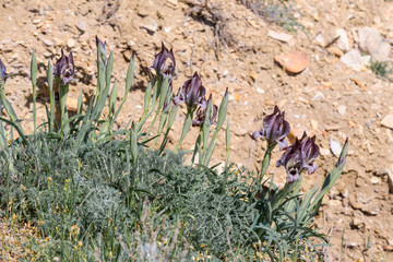 Arid Iris acutiloba in Caucasus, Republic of Dagestan, Russia