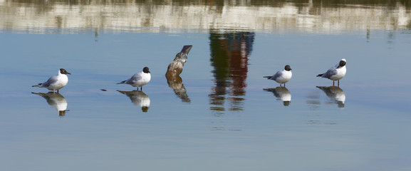 Mouette atricille
