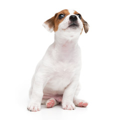 Jack Russell Terrier puppy sitting isolated on white background.