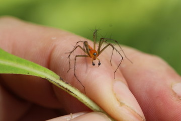 rote Spinne auf der Hand