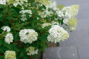 bouquet of white hydrangea flower blossom in morning garden