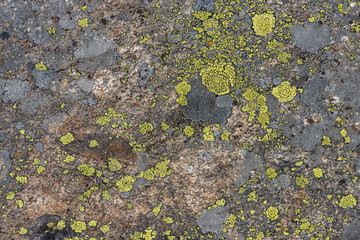 Lichen on the stone macrophotography