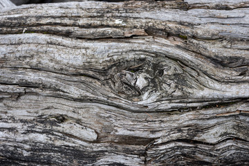 Rough texture of dry old wood