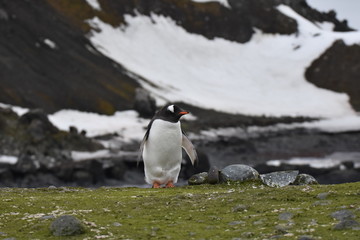Gentoo penguin in Barrientos Island, Antarctica