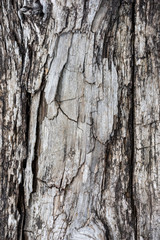 Rough texture of dry old wood