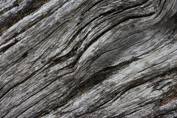 Fototapeta premium Rough texture of dry old wood