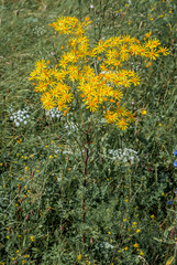 Tansy Ragwort (Senecio jacobaea) in meadow, Central Russia