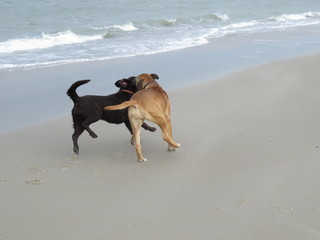 A labrador and a boerboel playing on the beach