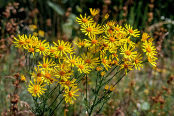 Tansy Ragwort (Senecio jacobaea) in meadow, Central Russia