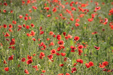 Naklejka premium Wildblumen