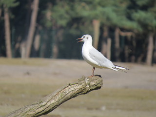 A seagull sitting on a branch