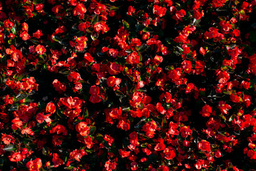 Begonia semperflorens. Red flowers bloom