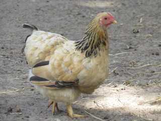 A yellow chicken on a farm