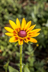 Orange Coneflower (Rudbeckia fulgida) in park, Central Russia