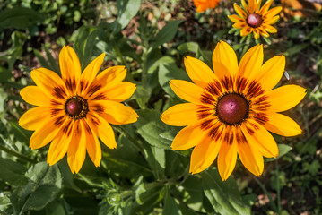 Orange Coneflower (Rudbeckia fulgida) in park, Central Russia