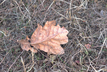 A dried oak leaf lies on the grass. Autumn leaf close up. Faded autumn grass.