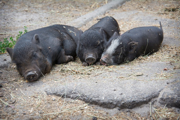 In summer, three black pigs sleep on the farm outside.